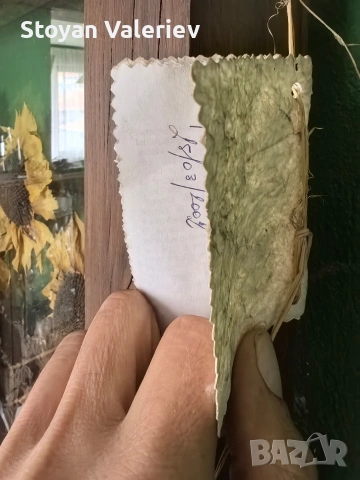 Слънчогледи , снимка 4 - Картини - 53957664