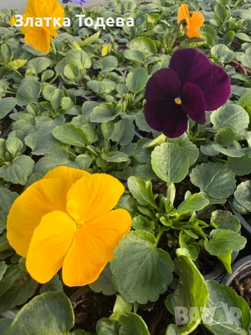 Едроцветна Теменужка , снимка 3 - Градински цветя и растения - 53052895