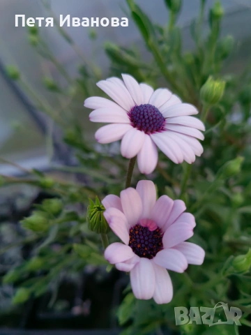 Остеоспермум (Osteospermum) , снимка 3 - Градински цветя и растения - 53591315