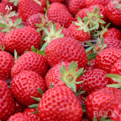 продавам разсад на български ягоди, снимка 10 - Разсади - 53803654