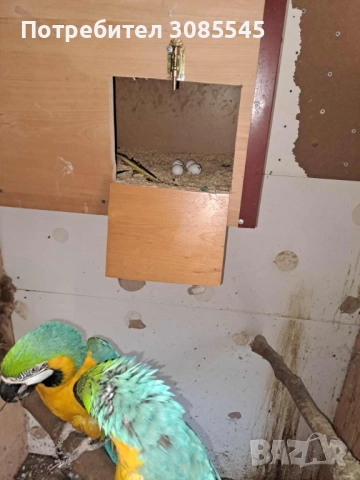 Синьо-жълта Ара двойка зряла, снимка 5 - Папагали - 51384454