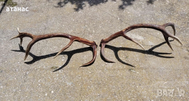 Рога от елен , снимка 2 - Декорация за дома - 51742470