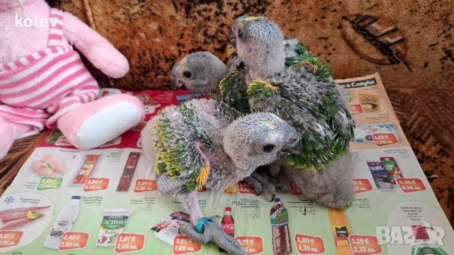 Папагали Синьочела амазона/бебета (две свободни), снимка 4 - Папагали - 54095247