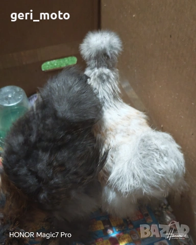 Чифт копринки, снимка 2 - други­ - 53428773