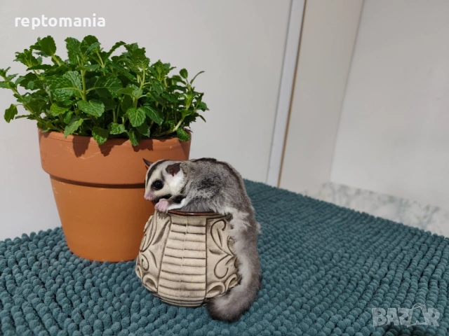 Захарна катеричка летяща торбеста катерица, снимка 9 - Други животни - 53143127