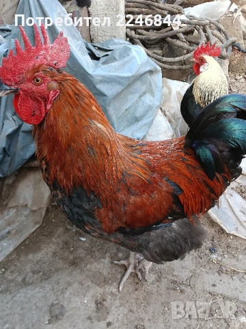 Продавам млади петлета само за 7,50, снимка 8 - Кокошки и пуйки - 53942038