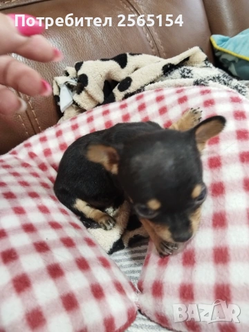 Пинчерчета , снимка 4 - Пинчер - 54063680