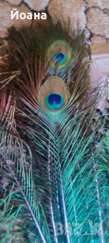 Продавам паунови пера, снимка 5 - Декорация за дома - 51413335