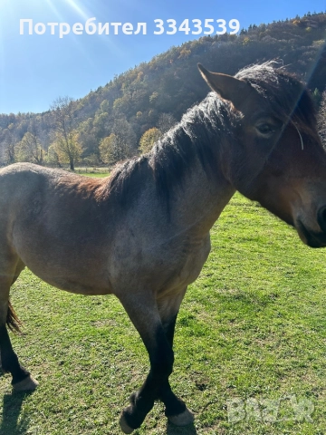 Коне на по две години и половина, снимка 2 - Коне - 52341559