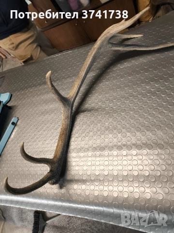 Еленов рог - трофеен , снимка 4 - Други - 51955275