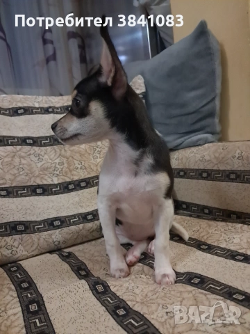 Чихупинчер на 3 месеца , снимка 6 - Чихуахуа - 53998678