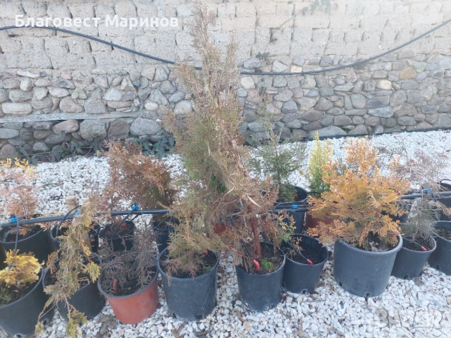 Туя , снимка 2 - Градински цветя и растения - 53858127