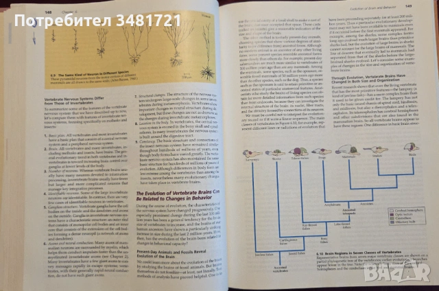 Biological Psychology. An Introduction to Behavioral, Cognitive and Clinical Neuroscience, снимка 13 - Специализирана литература - 53251130
