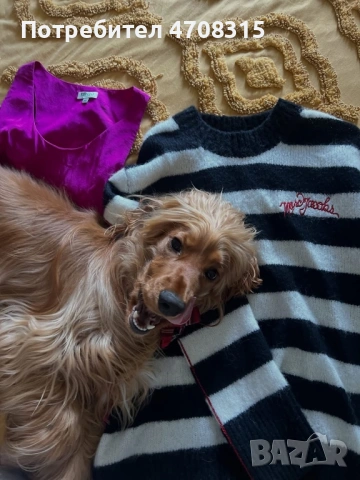 Кокер шпаньол  английски момче, снимка 6 - Кокер шпаньол - 53679523