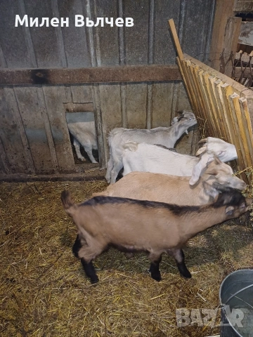 ярета за клане или разплод , снимка 3 - Кози - 54117362