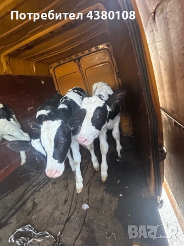 Свободни сукалчета мъжки, снимка 6 - Крави - 52832427