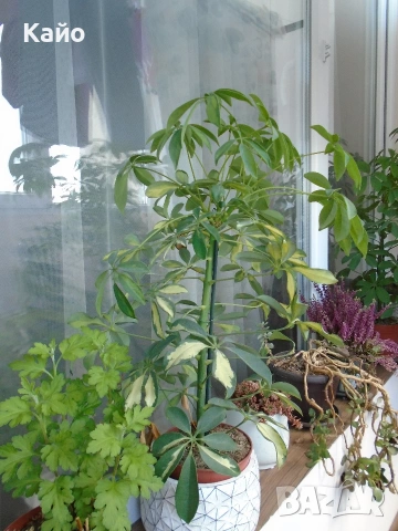 Sony DSC-W800 фотоапарат , снимка 8 - Фотоапарати - 54151226