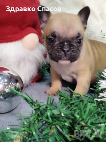 Френски булдог - бебета, снимка 3 - Френски булдог - 52821585