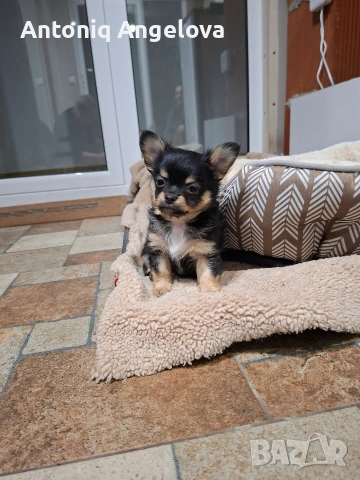 момченце чихуа , снимка 3 - Чихуахуа - 54017930