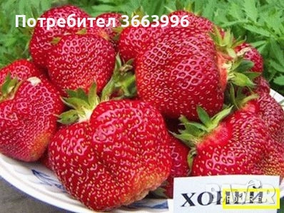 продавам фантастичен разсад ягоди и малини , снимка 14 - Разсади - 53688553