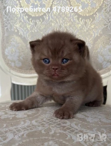 Кафява Британска Късокосместа, снимка 11 - Британска късокосместа - 54125356