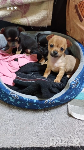 Продавам чихупинчерчета, снимка 2 - Чихуахуа - 52829011