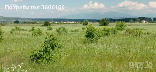 Продавам 3 дкр. Орехова градина [ 0898480946]  Както се вижда на снимките има и орехчета!, снимка 11 - Земеделска земя - 44696136