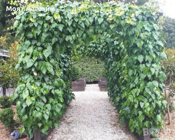 Бръшлян, снимка 9 - Градински цветя и растения - 53645925