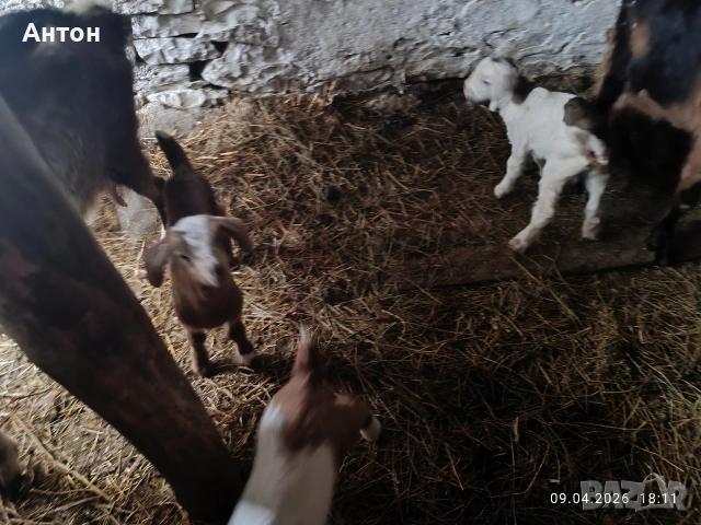 Продавам яренца сукалчета , снимка 4 - Кози - 54150580