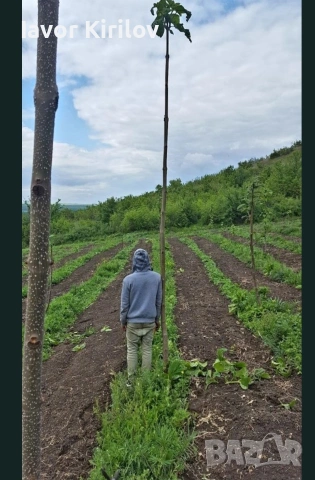 Пауловния , снимка 10 - Разсади - 53951168