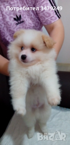 мъжко кученце померан, снимка 4 - Померан - 52681996