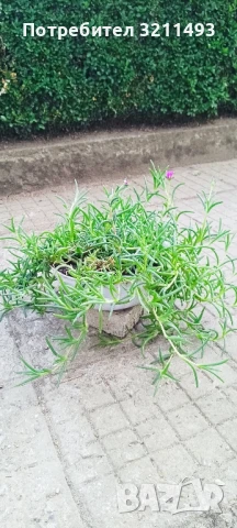 Продавам чашкодрян, салвия, алое,чемшир ,делосперма, снимка 13 - Градински цветя и растения - 34722969