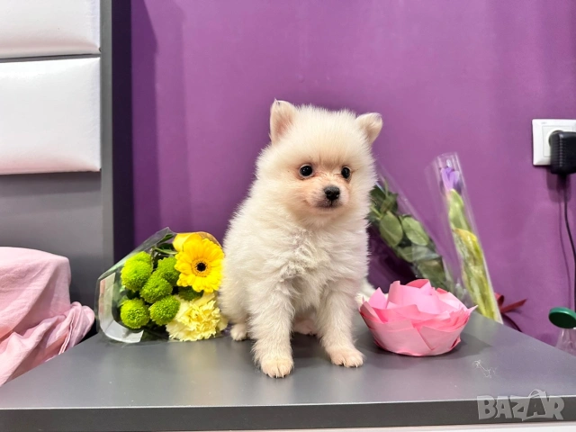 Померан , снимка 6 - Померан - 53682716