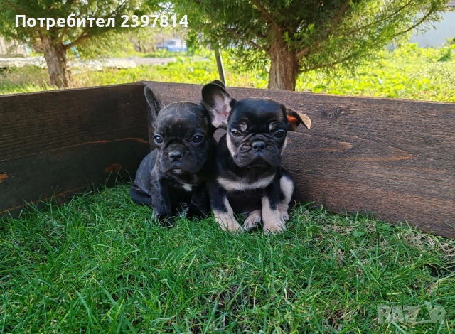 Френски булдог , снимка 4 - Френски булдог - 52372599