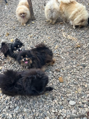 Померани, снимка 5 - Померан - 51079111