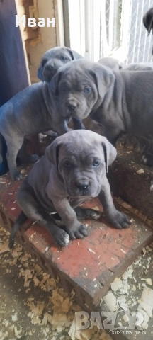Cane Corso Italiano, снимка 6 - Търси партньор - 53836498