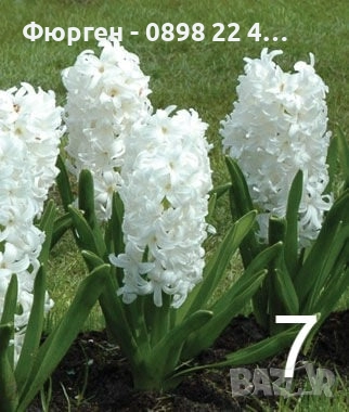 Луковици на Зюмбюл - 7 вида, снимка 6 - Разсади - 51456505