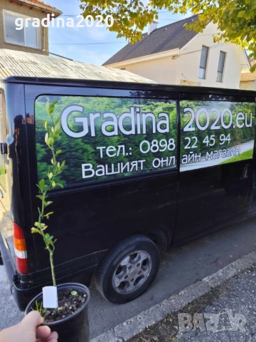 Poncirus trifoliata / Див лимон, снимка 10 - Разсади - 37305233