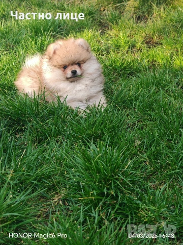 померан, снимка 2 - Померан - 53341789