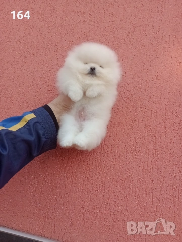 Мъжки бял Померан. Реални снимки от 06.01.26 г.  , снимка 4 - Померан - 53040595