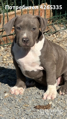 Американско були XL