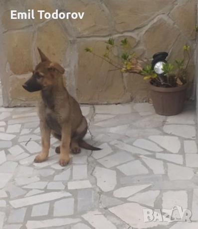 Немска овчарка -сивак