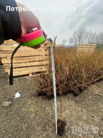 Боровинки сорт ПАТРИОТ 3-годишни, снимка 3 - Разсади - 53722252