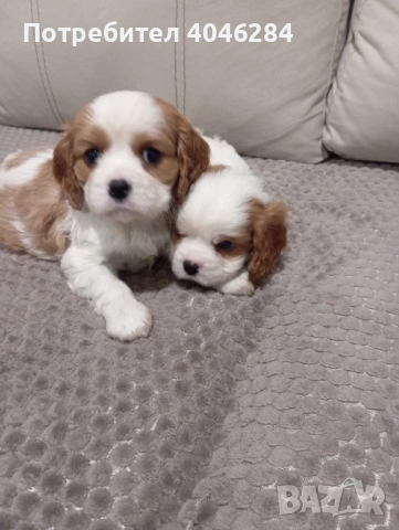 Кавалер Кинг Чарлз , снимка 7 - Други - 53623830