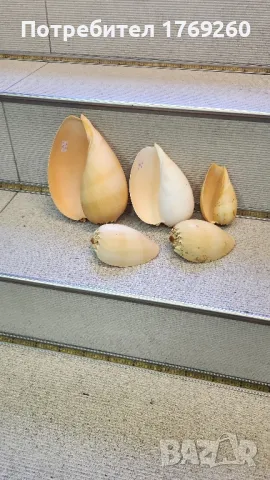 Продавам охлюви !