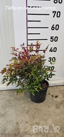 Нандина , снимка 2 - Градински цветя и растения - 53840298