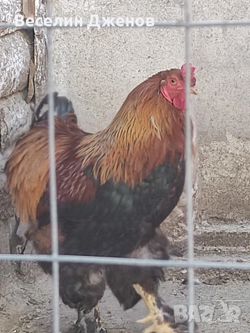 яйца от черояребична брама, снимка 2 - Кокошки и пуйки - 53815528