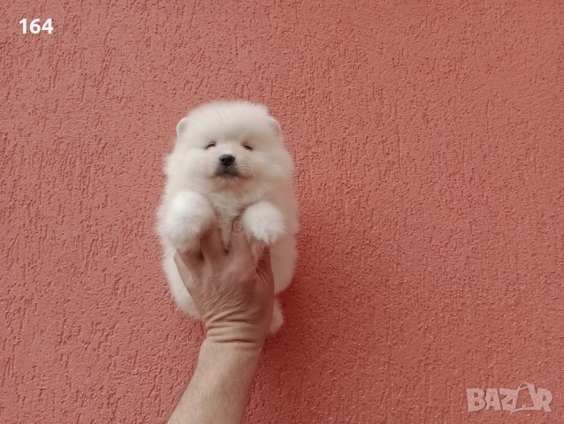 Бели Померани. Реални снимки от 06.04.26 г. , снимка 3 - Померан - 54112878