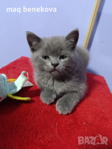 Продавам прекрасно правоухо шотландско момиченце!, снимка 5 - Британска късокосместа - 54075466