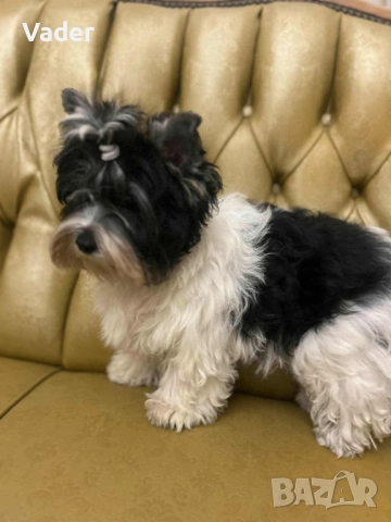 Бивер териери, снимка 11 - Други - 51737972